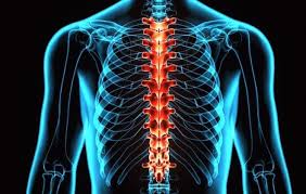 No errors in google developer tool. Spinal Cord Injury Levels And Types Shepherd Center Rehabilitation