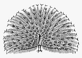 Peacock clipart black and white free clipart images. Peacock 2 Clip Arts Free Black And White Peacock Clipart Hd Png Download Transparent Png Image Pngitem