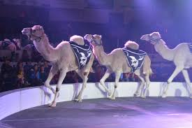 This is a list of past and upcoming events held at the arena. Circus Pics Rome Daily Sentinel