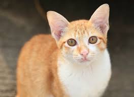 Following are some general signs and symptoms. Brain Tumors In Cats Petmd