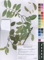 Image result for Hippocratea africana