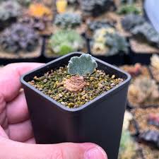 Image result for Eriospermum roseum