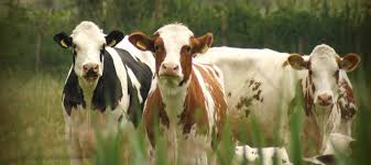 Animal Science | Northeastern Junior College