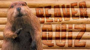A lot of individuals admittedly had a hard t. Quiz How Much Do You Know About Beavers Cbbc Bbc