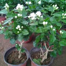 Image result for Jasminum stenolobum