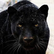 Black Panther Cok Sirin Hayvanlar Kediler Ve Yavrulari Hayvan Fotografciligi