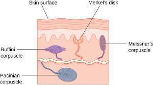 Merkel's disks (shown in figure 17.5) are found in the upper layers of skin near the base of the epidermis, both in skin that has hair and on glabrous skin, that is, the hairless skin found on the palms and fingers, the soles of the feet, and the lips of humans and other primates. Touch And Pain Introduction To Psychology