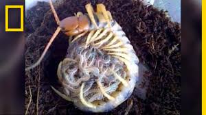 Maybe you would like to learn more about one of these? Creepy Yet Heartwarming Centipede Mother Hugs Its Babies National Geographic Youtube