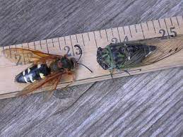 Cicada killers are large, solitary wasps in the family crabronidae. The Eastern Cicada Killer Wasp