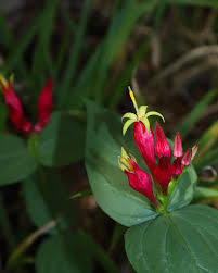 Image result for Loganiaceae