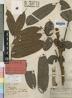 Image result for Pachylobus edulis