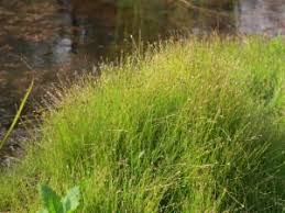Image result for Eleocharis retroflexa