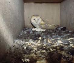 We have an owl that comes back every year, her name is rachel, and we noticed last year. Barn Owl Farmer Clusters