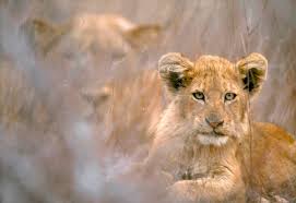 Download these phone background or photos and you can use them for many purposes, such as banner, wallpaper, poster background as well as powerpoint background and website background. 20 Cool Backgrounds Of Animals That Will Blow You Away Lions Bats Bears Sea Turtles More