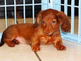 This mini dachshund puppy has a cool personality and will make a great companion dog. Puppies For Sale Local Breeders Darling Miniature Dachshund Puppies For Sale Ga At Puppies For Sale Local Breeders