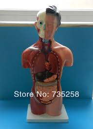 Another right side organ of the human body is the gallbladder, a small organ that stores the bile that is secreted by the liver. 42cm Female Torso 15 Parts The Human Body Anatomy Teaching Model Human Body Anatomy Human Body Torsohuman Torso Model Aliexpress