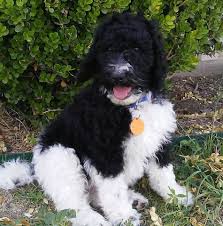 An f1b sheepadoodle's parents are a sheepadoodle and a poodle. Sheepadoodle Puppies For Sale In Texas