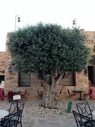 Olive knot, is a olive tree disease of bacterial origin. Old Olive Tree Picture Of Movenpick Resort Spa Dead Sea Sweimah Tripadvisor