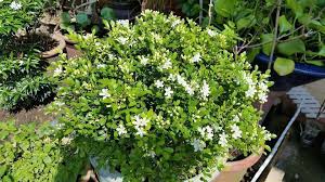 Bunga mawar adalah salah satu tumbuhan berbunga, oleh itu dalam kumpulan angiosperm. Bunga Wangi Kemuning Murraya Mini Kebun Belakang Rumah Facebook