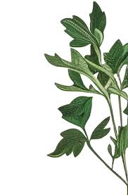 Image result for Regency ACT-10R