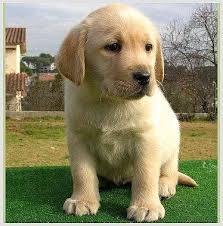Innocent Little Lab Labrador Retriever Labrador Animais De Estimacao