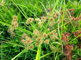 Image result for Cyperaceae