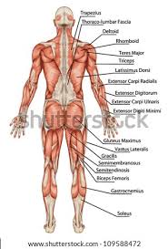 Torso spasms can sometimes be caused by simple issues like overextension of the muscles during a workout, injury to the chest wall as a result of exercise, or. Shutterstock Puzzlepix