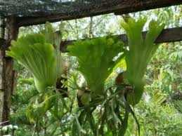 Dari wikipedia bahasa indonesia, ensiklopedia bebas. Manfaat Tanduk Rusa Youtube