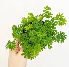 Image result for Mimosa pudica