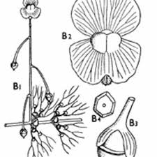 Image result for Lentibulariaceae