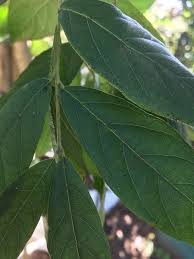 Image result for Combretum erythrophyllum