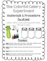 It S Science Time Osmosis The Colorful Celery Experiment Plants Science Experiments Kindergarten Science Science Experiments