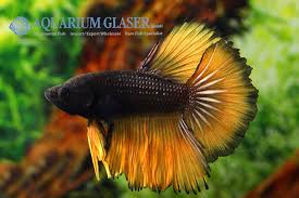 Live betta fish male blue mustard gas full banding halfmoon plakat hmpk #875. Betta Splendens Mustard Gas Aquarium Glaser Gmbh