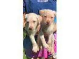 We specialize in breeding & raising labradoodles. Puppyfinder Com Labrador Retriever Puppies Puppies For Sale Near Me In Dahlonega Georgia Usa Page 1 Displays 10