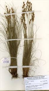 Image result for Bulbostylis coleotricha