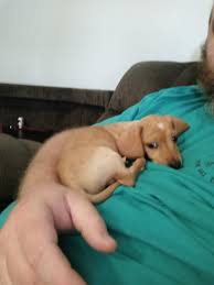 A feeling of discontent or covetousness of another's advantages, possessions, or attainments. New Puppy Album On Imgur