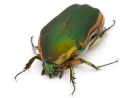 What kind of beetle is black with black pincers? Pin On Nature Photography