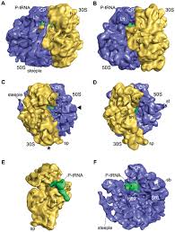 Check spelling or type a new query. Structural Diversity In Bacterial Ribosomes Mycobacterial 70s Ribosome Structure Reveals Novel Features
