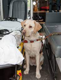EMS and Service Dogs - Guiding Eyes for the Blind