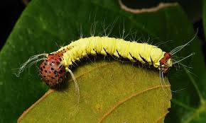 Black And Yellow Hairy Caterpillar Notodontid Moth Caterpillar Notodontidae Caterpillar Insect Moth Caterpillar Caterpillar