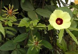 Image result for Hibiscus nigricaulis
