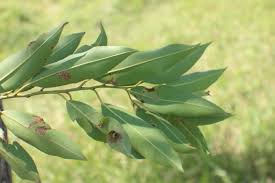 Image result for Shirakiopsis