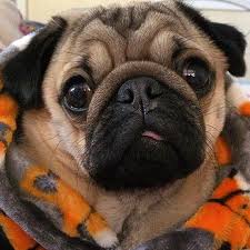 Alfiethepug Beat On Instagram Tbt To Autumn To Remind Us That The Seasons Change And Spring Is Coming Purepugspp P Cute Pugs Pugs And Kisses Pugs