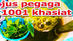 Daun pegaga yang dipanas sehingga garing atau jus daun pegaga. Membuat Jus Pegaga 1001 Khasiat Youtube