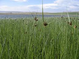 Image result for Bolboschoenus