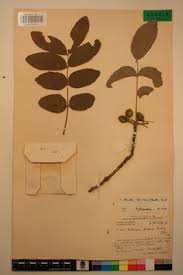 Image result for Zanha africana