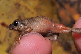 Image result for Pristimantis bambu