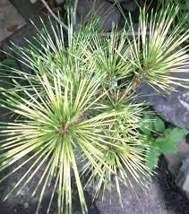 The clandors have always bred beautiful females: Seperti Apa Pokok Pinus Kecil Karyopteris Tidak Ada Yang Lebih Sederhana Dan Cantik Foto Konifer