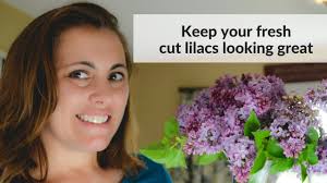 More sensitive areas like the face may take several days for the inflammation to subside. Enjoy Your Fresh Cut Lilacs Longer