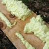 Control potential pest problems with icynene spray foam insulation. 1